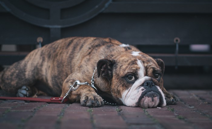 Brindle Bulldog Lying Down on Brick Pavement