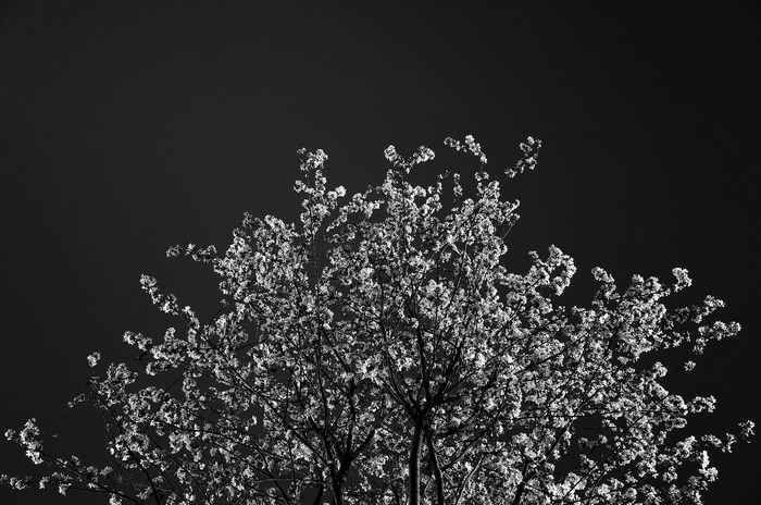 Black and white image of a blooming tree