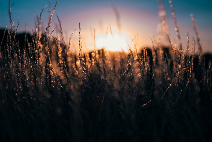 Golden hour sunset over a field of grass