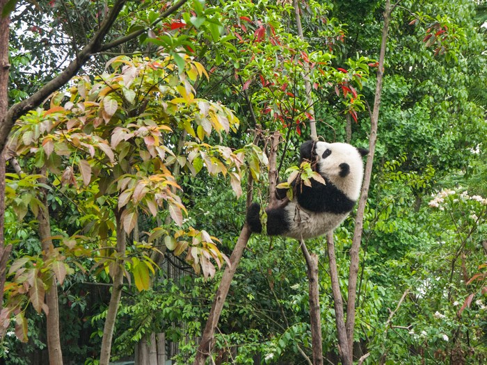 Giant panda climbing a tree in China