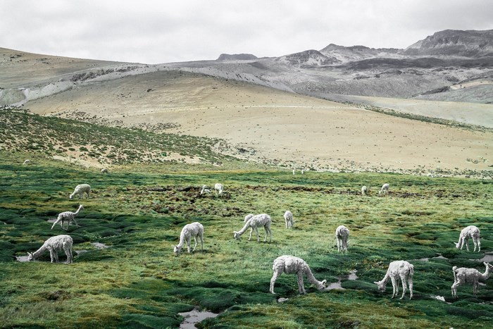 Alpacas grazing in a green mountain pasture in Peru