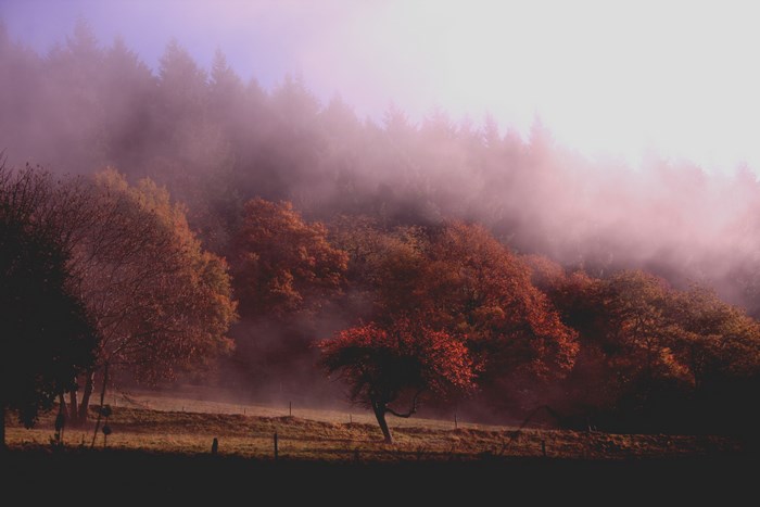 Misty autumn forest with colorful trees