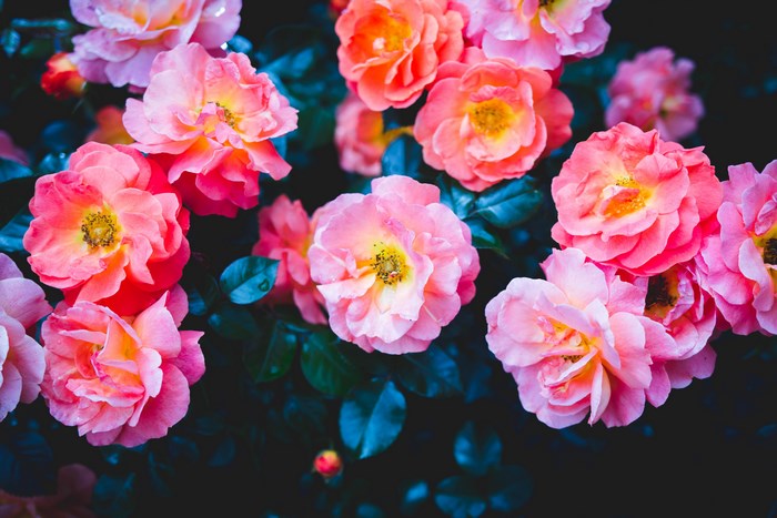 Close-up of pink and orange roses with dark leaves