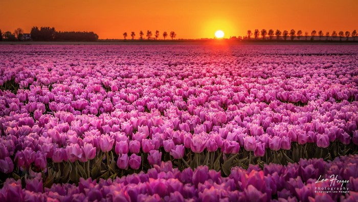 Pink Tulip Field at Sunset