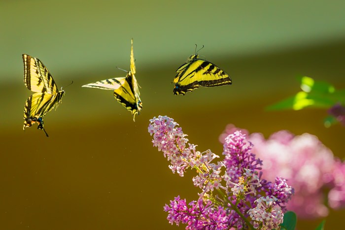Three yellow and black swallowtail butterflies fly near purple flowers