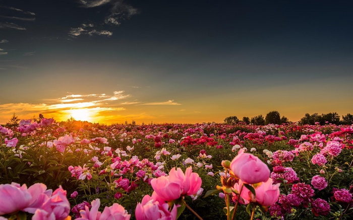 Field of pink and red peonies at sunset