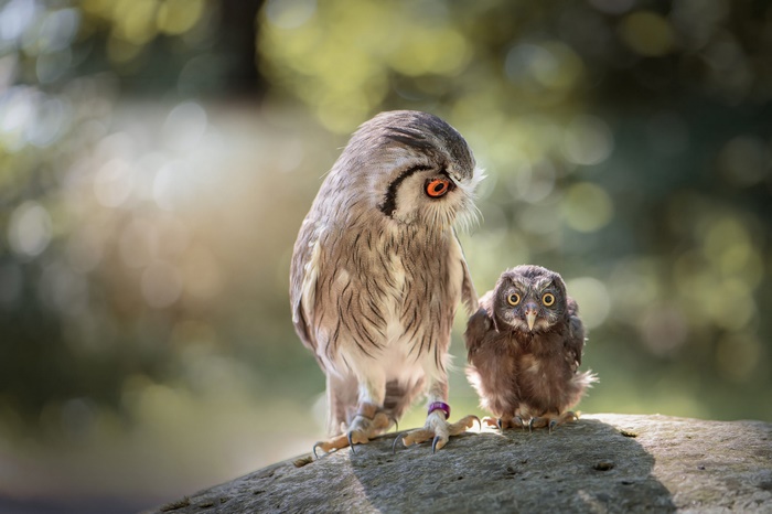 Two owls, one adult and one owlet, perched on a rock