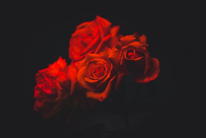 Three red roses against a dark background