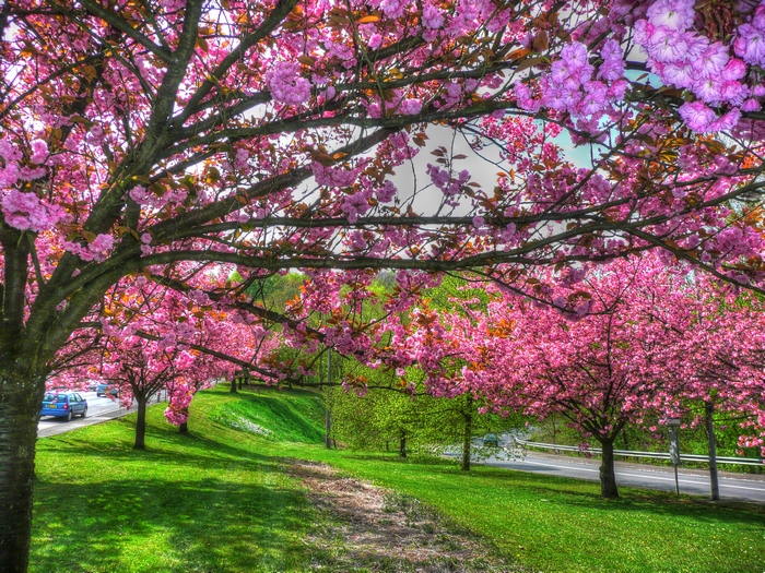Springtime Pink Blossoms on Trees in Green Park