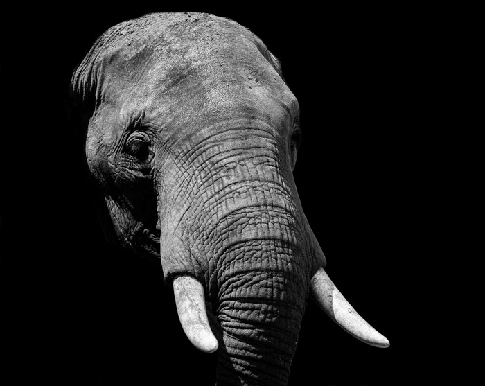 Black and white portrait of an elephant's face