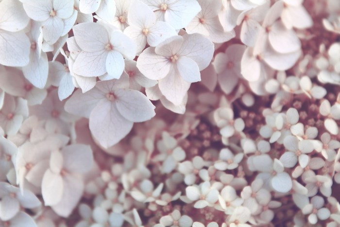 Close-up of pale pink and white hydrangeas