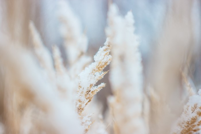 Frost on dry grass in winter
