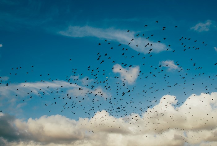 Flock of birds flying in a blue sky with clouds