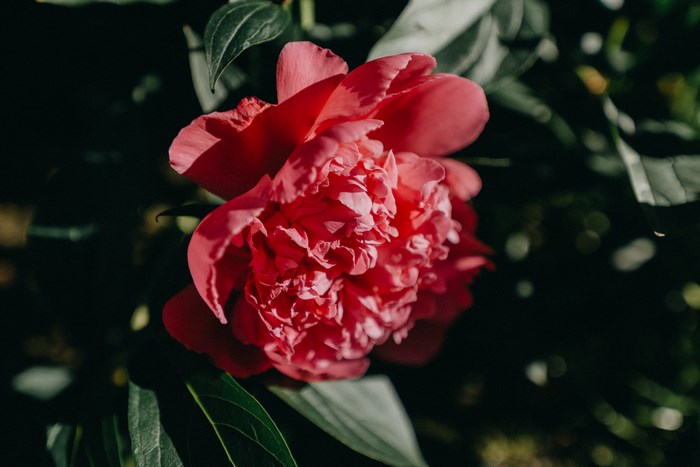 Close-up of a pink peony flower with green leaves