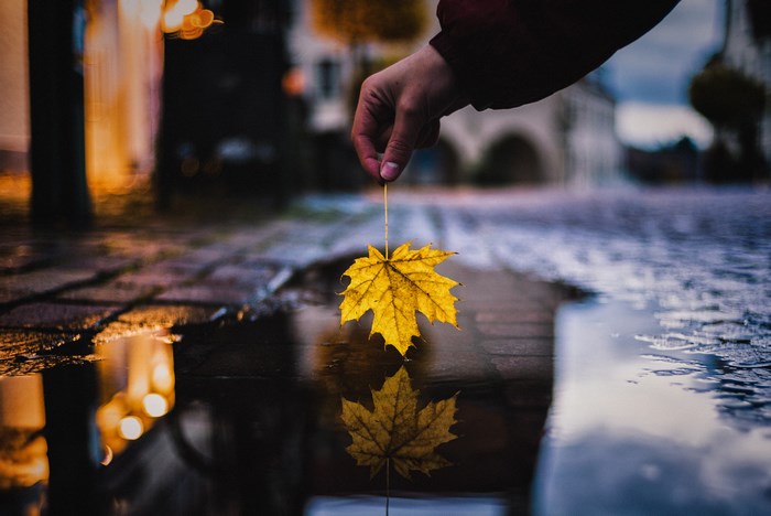 Yellow maple leaf held over a puddle with reflection
