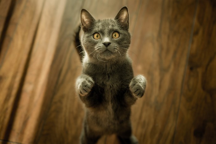 Curious Gray Kitten Standing on Wooden Floor