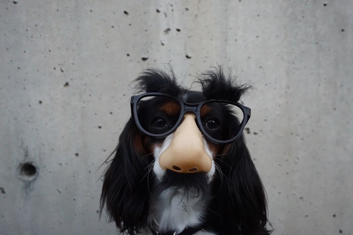 Dog Wearing Funny Disguise Glasses with Nose