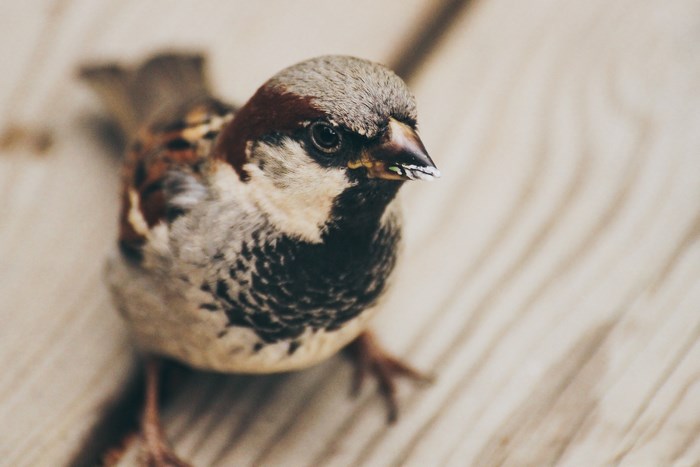 Sparrow perched on a wooden surface