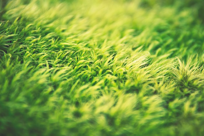 Close-up of green grass with bokeh effect