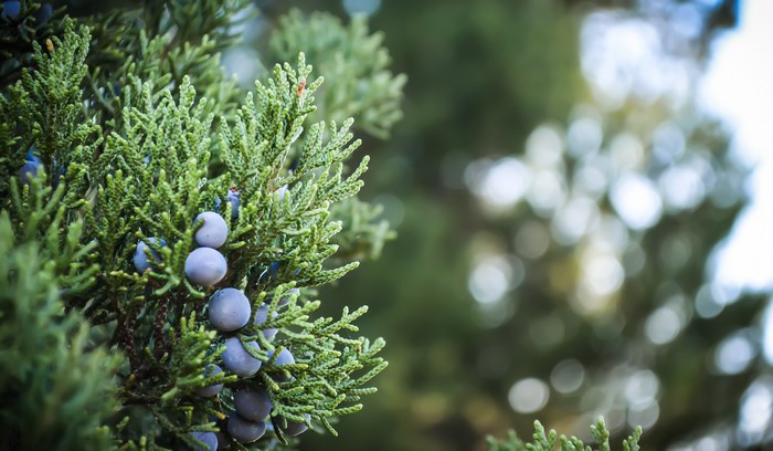 Juniperus virginiana with blue berries and bokeh
