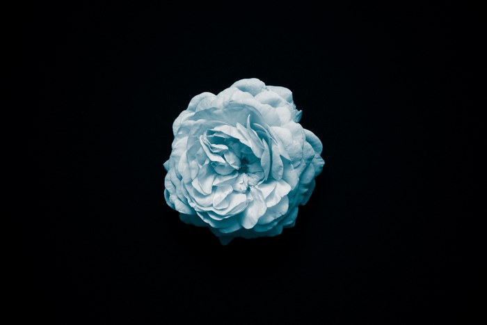 Blue rose on a black background