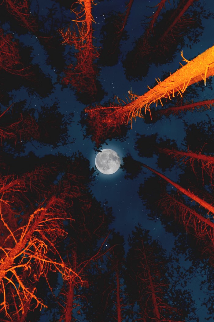 Moonlit forest with campfire glow