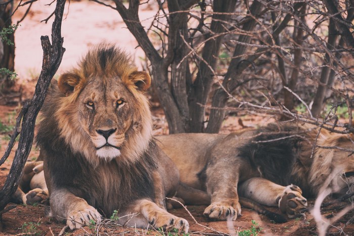Majestic African Lions Resting in Natural Habitat