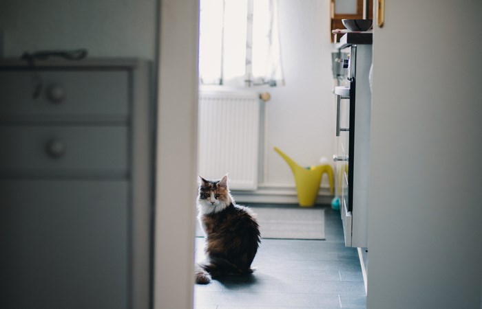 A cat sits in a kitchen near a yellow watering can.