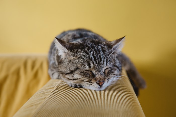 Tabby cat sleeping on a yellow couch