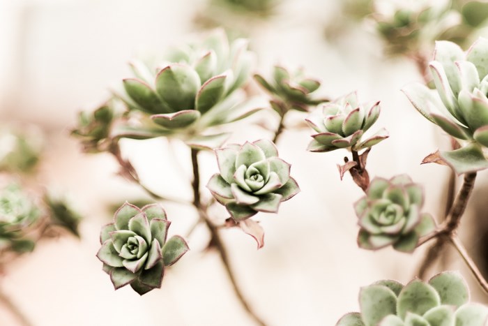Close-up of green succulent plants with red-tipped leaves