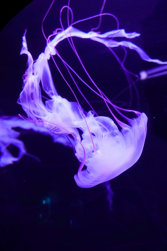 Purple Jellyfish Underwater 4K