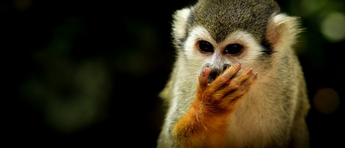 Squirrel monkey eating food with its hand