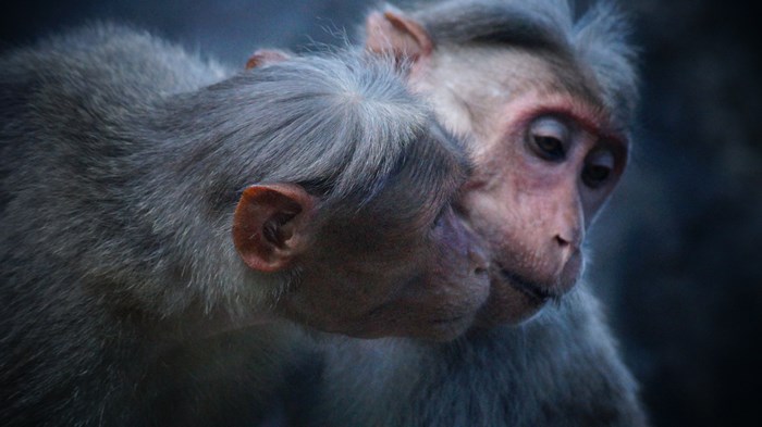 Two monkeys showing affection in nature