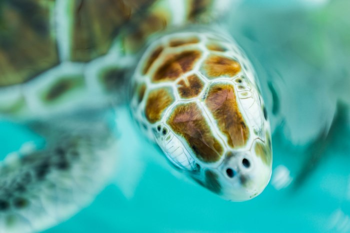 Close-up of a sea turtle swimming in blue water