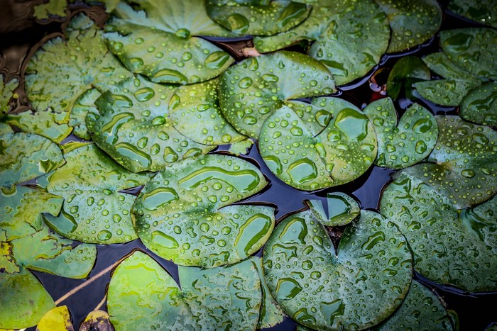 Water droplets on green lily pads in dark water