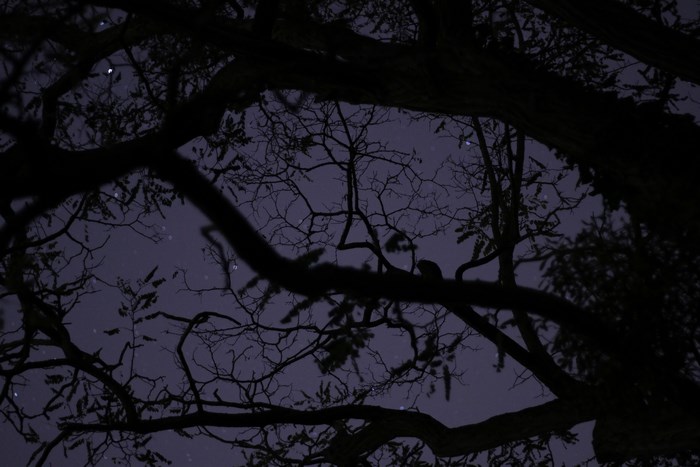 Silhouette of tree branches against a starry night sky