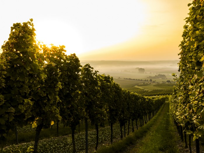 Vineyard at sunrise with sun rays through leaves