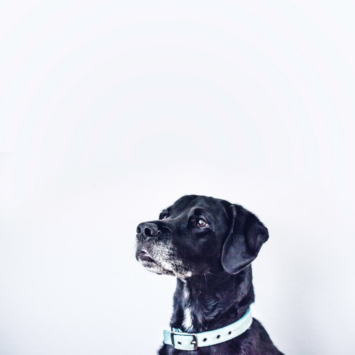 Black dog with a light blue collar looking up