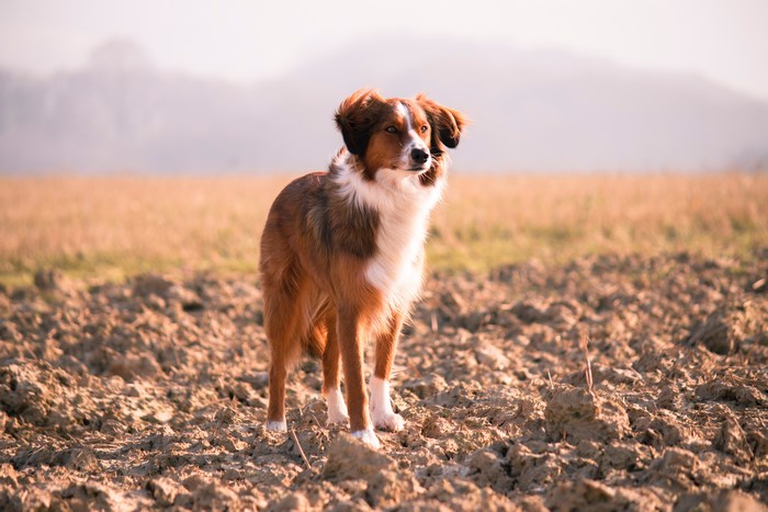 Brown and white dog standing in a field
