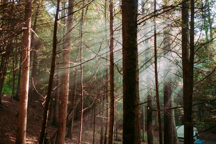 Sunbeams filter through a forest with a tent