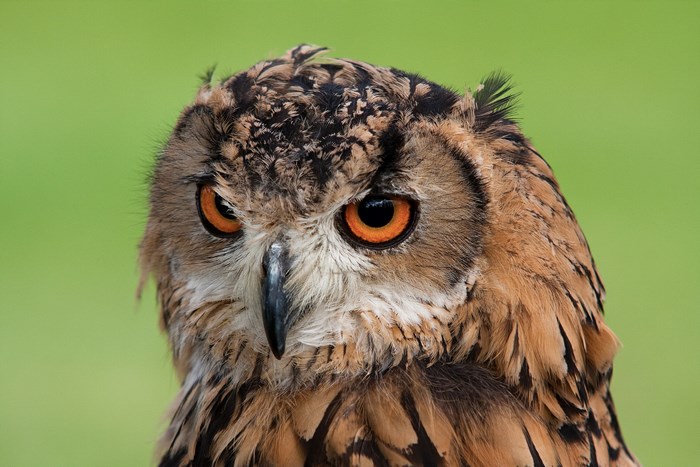 Close-up portrait of a Eurasian eagle-owl