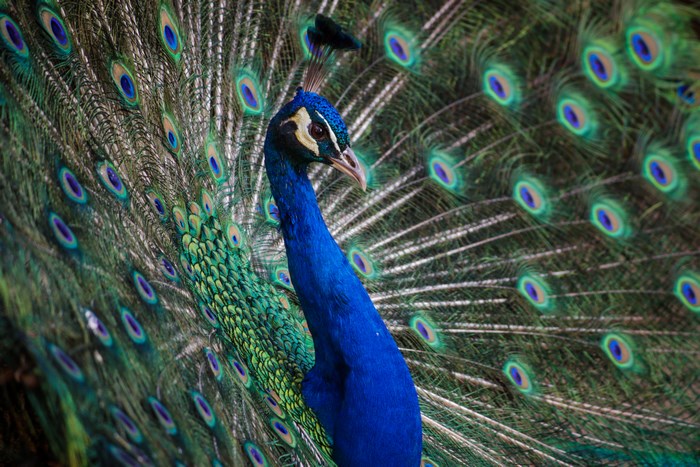 Peacock displaying its vibrant feathers