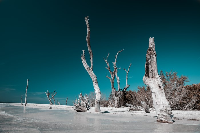 Dead trees on a sandy beach under a clear blue sky