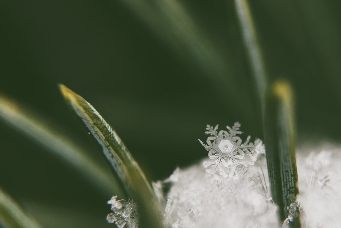 Macro snowflake on a pine needle with bokeh