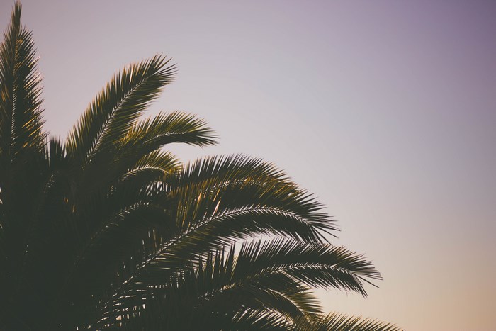 Palm tree fronds against a gradient sky