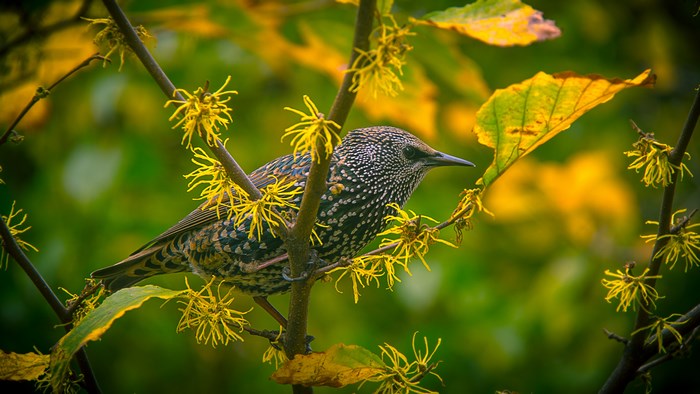 Speckled Bird Perched on Branch with Yellow Flowers