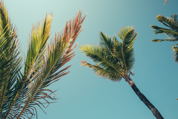 Palm trees against a clear blue sky
