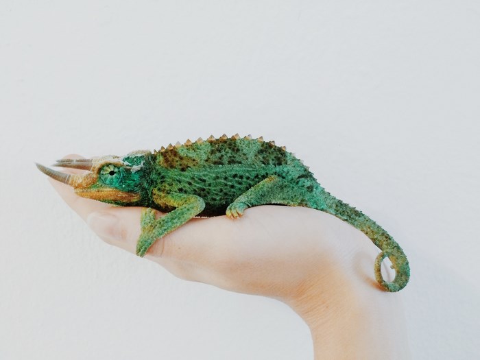 Jackson's Chameleon resting on a human hand