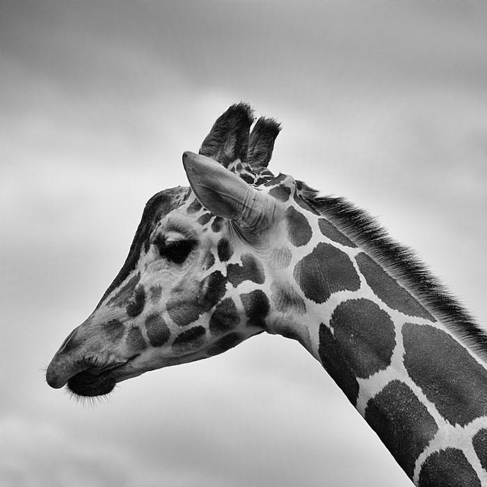 Black and white close-up of a giraffe's head