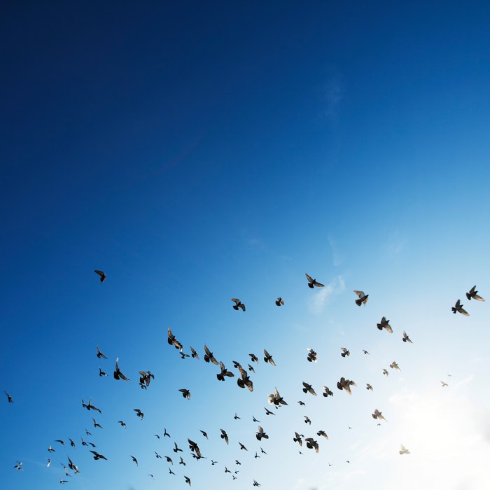 A flock of pigeons flying in the blue sky